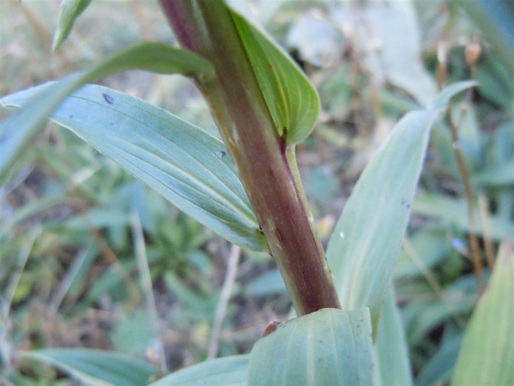 Passo Godi (AQ) : Digitalis ferruginea